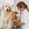 Állatorvos, állatorvosi rendelő 17. kerület