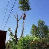 Fakivágás alpintechnikával 17. kerület, faápolás Rákoskeresztúr