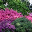 Rhododendron, télálló rhododendron 17. kerület